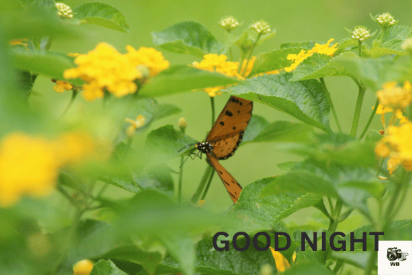 good night images butterfly