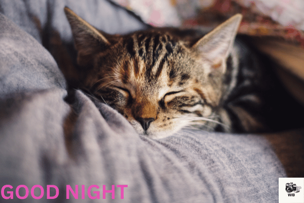 good night image cat